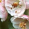 Malus ioensis 'Klehm's Select Bechtel', flowers