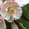 Malus ioensis 'Klehm's Select Bechtel', flowers