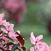Malus 'Liset', flowers