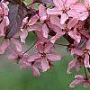 Malus 'Liset', flowers