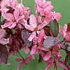 Malus 'Liset', flowers