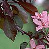 Malus 'Liset', flowers