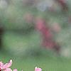 Malus 'Liset', flowers