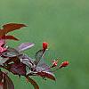 Malus 'Liset', flowers