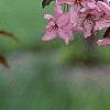 Malus 'Liset', flowers