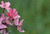 Malus 'Liset', flowers