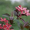 Malus 'Liset', flowers