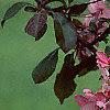 Malus 'Liset', flowers