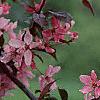Malus 'Liset', flowers