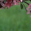 Malus 'Liset', flowers