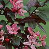 Malus 'Liset', flowers