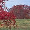 Malus 'Molten Lava', habit