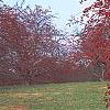 Malus 'Molten Lava', habit