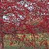 Malus 'Molten Lava', habit