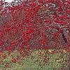 Malus 'Molten Lava', habit