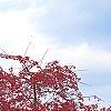 Malus 'Molten Lava', habit