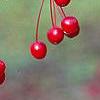 Malus 'Molten Lava', fruit