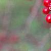 Malus 'Molten Lava', fruit
