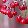 Malus 'Molten Lava', fruit