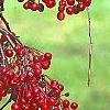 Malus 'Molten Lava', fruit