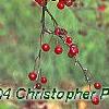 Malus 'Molten Lava', fruit