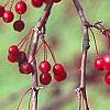 Malus 'Molten Lava', fruit