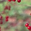 Malus 'Molten Lava', fruit