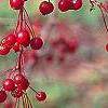 Malus 'Molten Lava', fruit