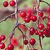 Malus 'Molten Lava', fruit