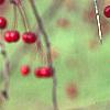 Malus 'Molten Lava', fruit