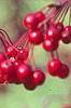 Malus 'Molten Lava', fruit