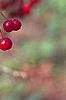 Malus 'Molten Lava', fruit