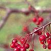 Malus 'Molten Lava', fruit