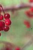Malus 'Molten Lava', fruit