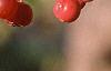 Malus 'Mary Potter', fruit