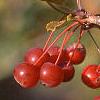 Malus 'Mary Potter', fruit