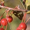 Malus 'Mary Potter', fruit