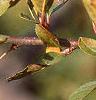 Malus 'Mary Potter', fruit