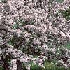 Malus 'Prairie Maid', habit