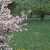 Malus 'Prairie Maid', habit