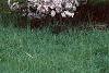 Malus 'Prairie Maid', habit