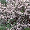 Malus 'Prairie Maid', habit