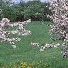 Malus 'Prairie Maid', habit