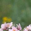 Malus 'Prairie Maid', flowers