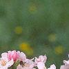 Malus 'Prairie Maid', flowers