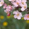 Malus 'Prairie Maid', flowers