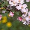 Malus 'Prairie Maid', flowers