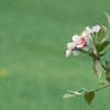 Malus 'Prairie Maid', flowers