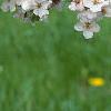 Malus 'Prairie Maid', flowers