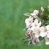 Malus 'Prairie Maid', flowers